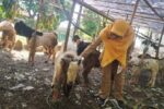 Pastikan Hewan Kurban Aman, Dispaperta Batang Sisir Lapak Pinggir Jalan di 15 Kecamatan