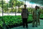 Permintaan Tembus 15 Ribu Bibit, Pemkot Yogyakarta Prioritaskan Kultur Jaringan Pisang