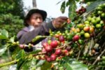 Dihantam Kemarau Basah, Produksi Kopi Robusta Temanggung 2026 Diprediksi Merosot