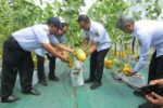 Panen Perdana Melon Greenhouse Giriroto Sukses, Bupati Boyolali Dorong Pertanian Modern di Wilayah Lain